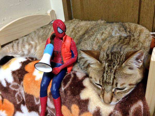 だめだこの子全然話きかない！　とあるスパイダーマンと猫のやりとり？が可愛いww