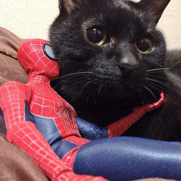 だめだこの子全然話きかない！　とあるスパイダーマンと猫のやりとり？が可愛いww