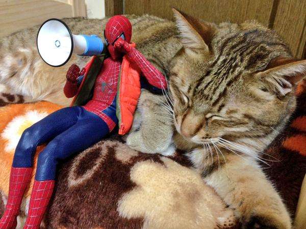 だめだこの子全然話きかない！　とあるスパイダーマンと猫のやりとり？が可愛いww