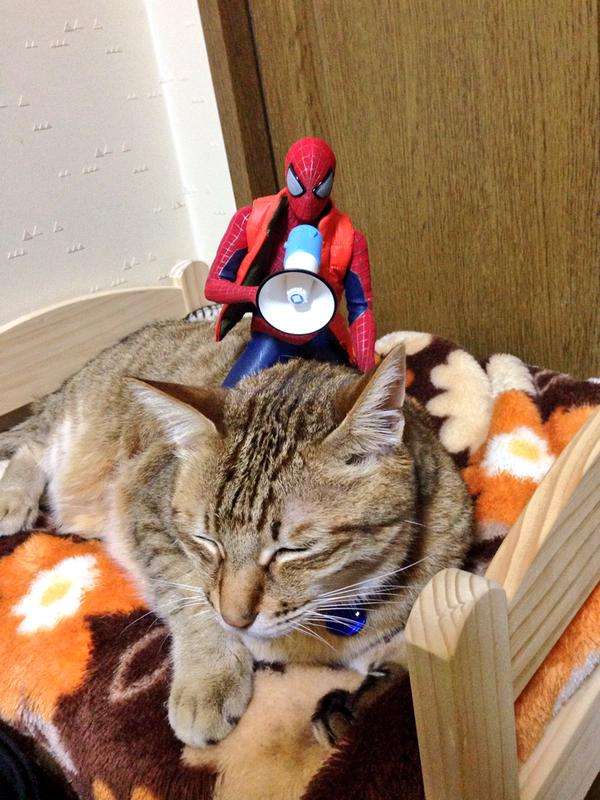 だめだこの子全然話きかない！　とあるスパイダーマンと猫のやりとり？が可愛いww