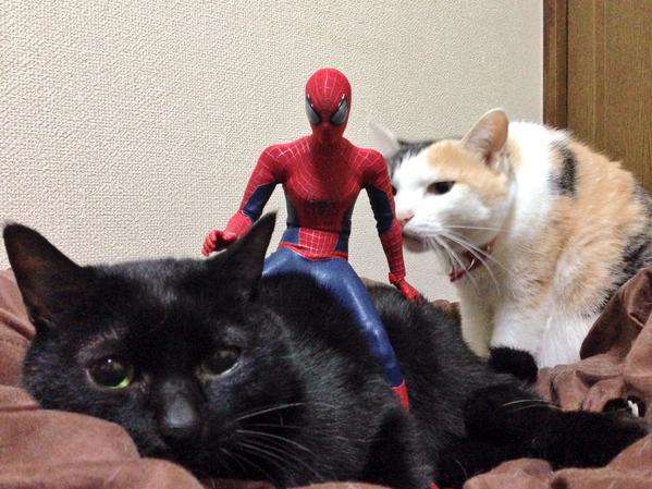 だめだこの子全然話きかない！　とあるスパイダーマンと猫のやりとり？が可愛いww