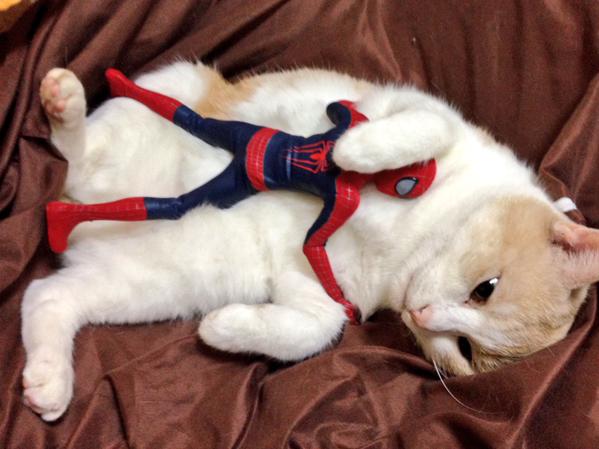 だめだこの子全然話きかない！　とあるスパイダーマンと猫のやりとり？が可愛いww