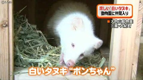 【閲覧注意？】珍しい生き物を貼るトピ