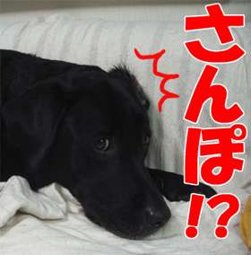 犬は人間の言葉を、人間と同じように聞いている