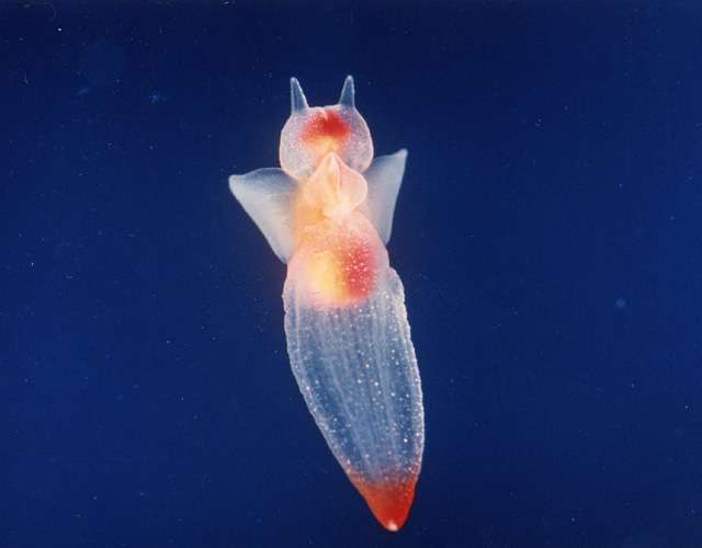 ガルちゃん水族館♪