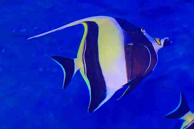 ガルちゃん水族館♪