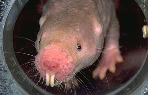 【閲覧注意？】珍しい生き物を貼るトピ