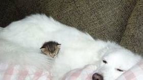 【年またぎ】見ると幸せな気分になれる画像を下さい！