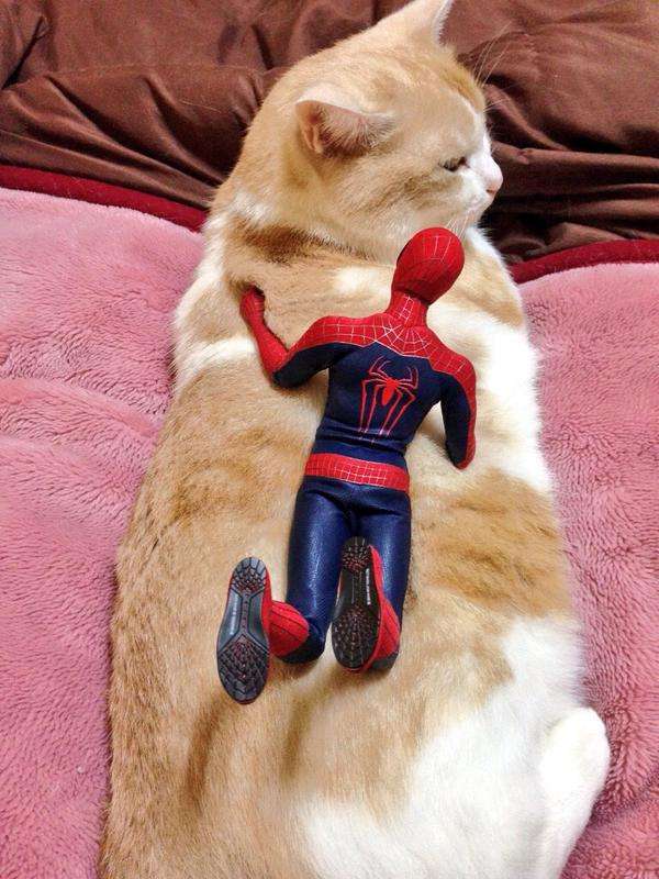 だめだこの子全然話きかない！　とあるスパイダーマンと猫のやりとり？が可愛いww