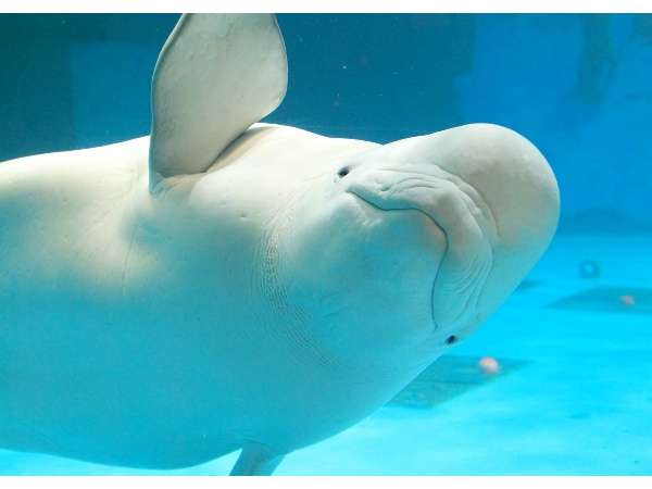 ガルちゃん水族館♪