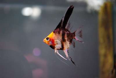 魚を飼ってる人、名前をつけていますか？
