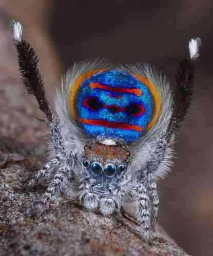 【閲覧注意？】珍しい生き物を貼るトピ