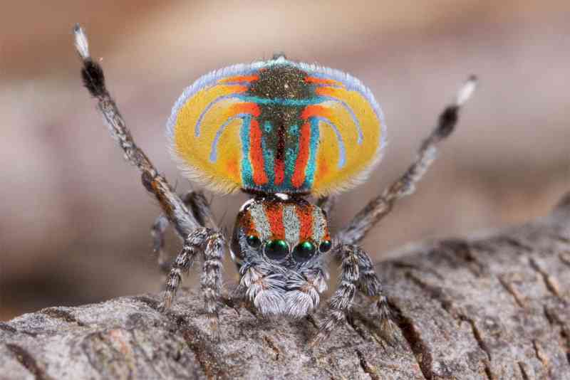 【閲覧注意？】珍しい生き物を貼るトピ