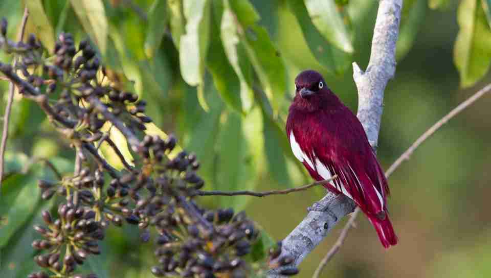 【閲覧注意？】珍しい生き物を貼るトピ