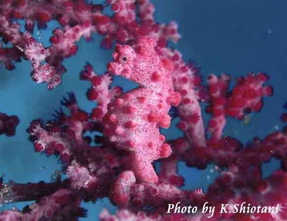 【閲覧注意？】珍しい生き物を貼るトピ