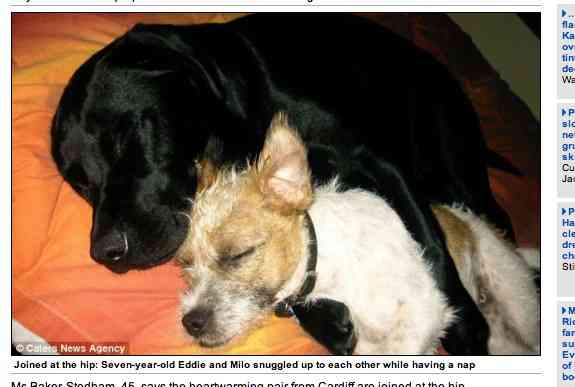 視力を失った仲間を懸命に支え続ける犬 / 固い絆で結ばれた二匹の犬が世界中の感動を呼ぶ