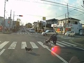 横断歩道渡るおばあさんを気遣うネコ - 動画 - Yahoo!映像トピックス