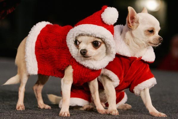 動物達のサンタのコスプレ