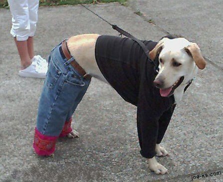 ダサいファッションを貼るトピ