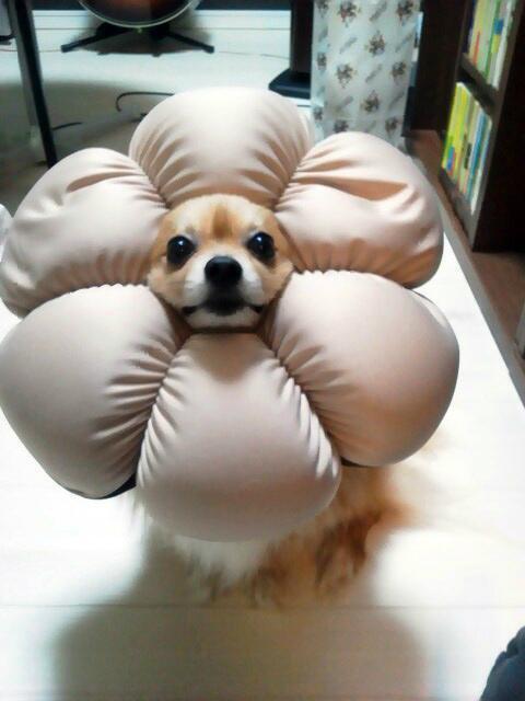 納得できる画像を貼っていくトピ。