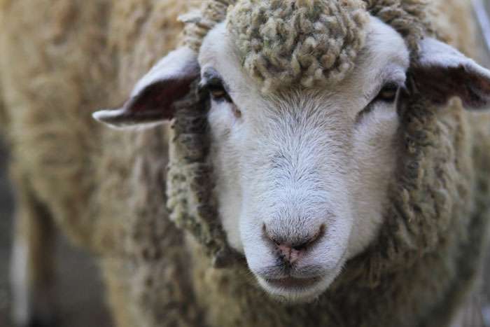 みなさんの顔は動物で例えると何顔ですか？