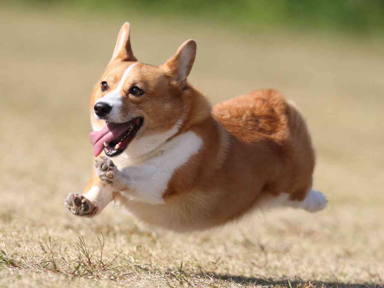 亡きペットへ伝えたいこと。