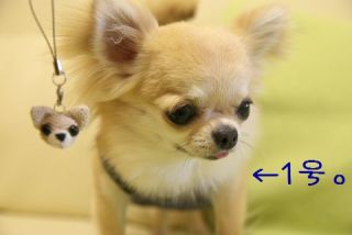 好きな犬の種類