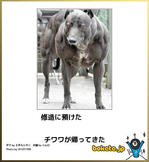 2014年の締めくくりに「ボケて」を貼っていこう