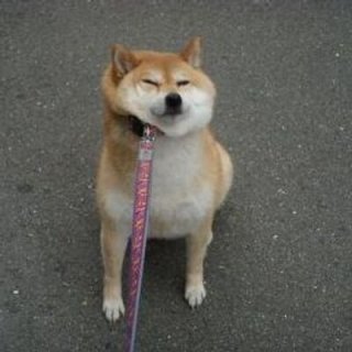 好きな犬の種類