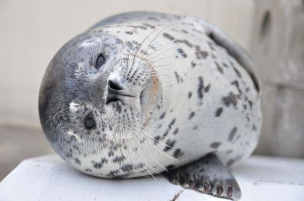 ガルちゃん水族館♪