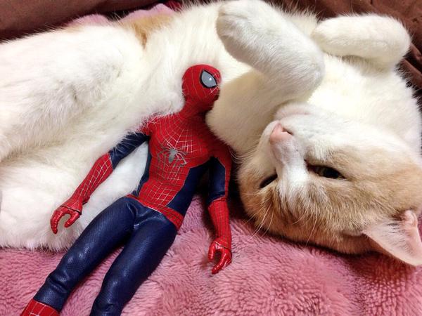 だめだこの子全然話きかない！　とあるスパイダーマンと猫のやりとり？が可愛いww