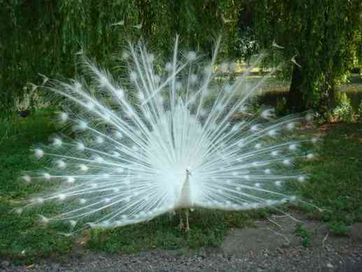 【閲覧注意？】珍しい生き物を貼るトピ