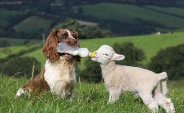 動物同士の感動シーン