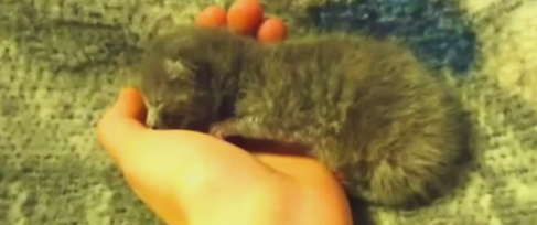 天使すぎる子猫たち…手のひらの上でスヤスヤ眠る特集