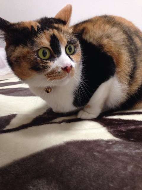 【画像】 ホットカーペットがあったかいことに気付いた顔が可愛いｗｗｗ : 〓 ねこメモ 〓