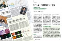 STAP細胞の正体 | 日経サイエンス