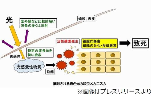 青色光で殺虫 常識を覆す発見 | mixiニュース