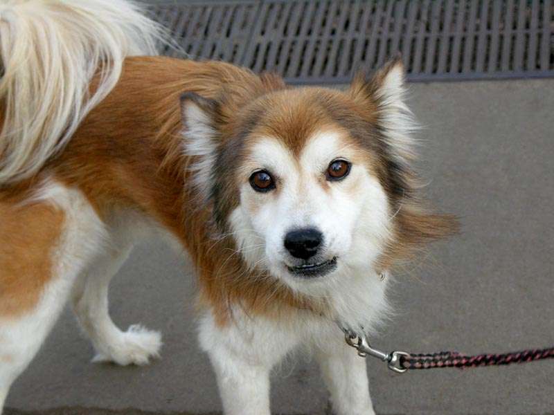 好きな犬の種類