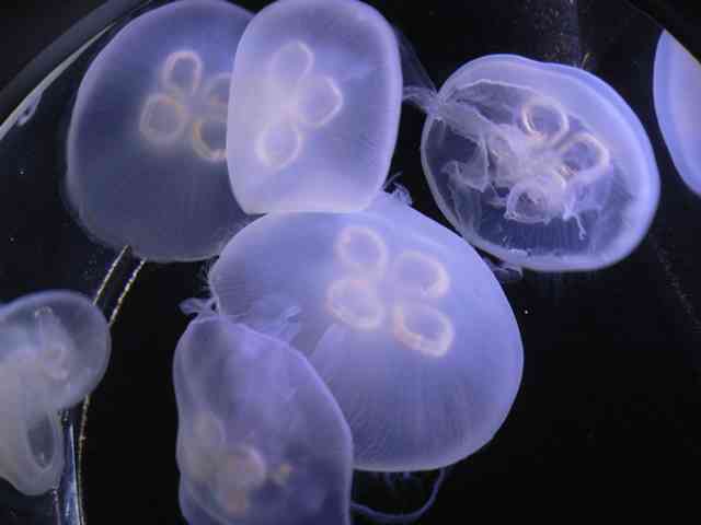 ガルちゃん水族館♪