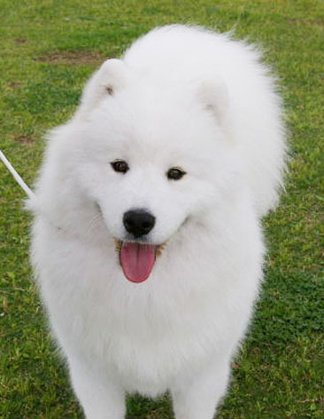 好きな犬の種類