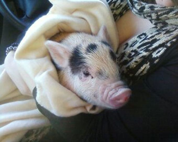 イギリス人女性「私はこの豚を、”ミニブタ” と聞いて買ったのですが…」