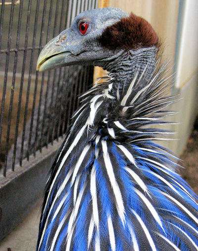 【閲覧注意？】珍しい生き物を貼るトピ