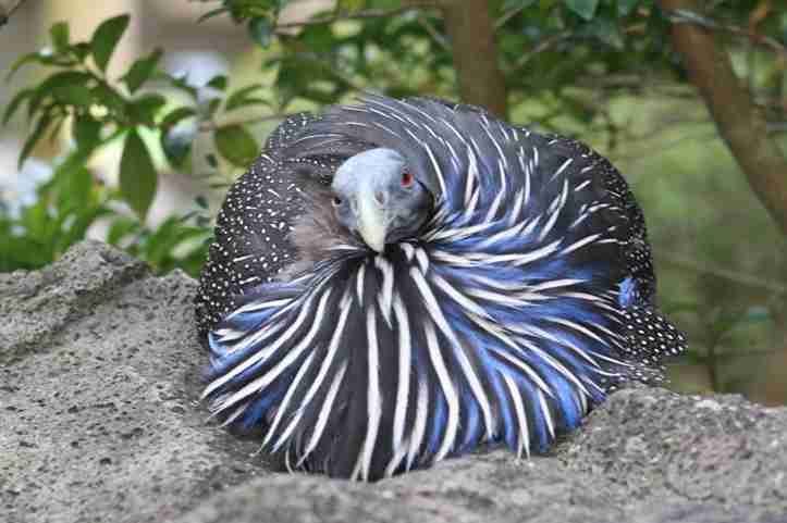 【閲覧注意？】珍しい生き物を貼るトピ