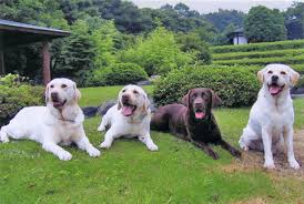 好きな犬の種類