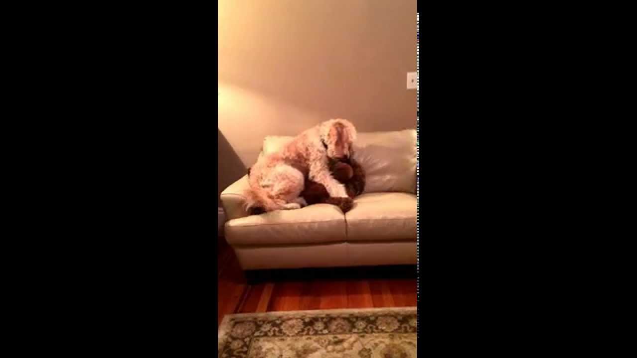 Dog Comforts Pal Having Bad Dream - YouTube