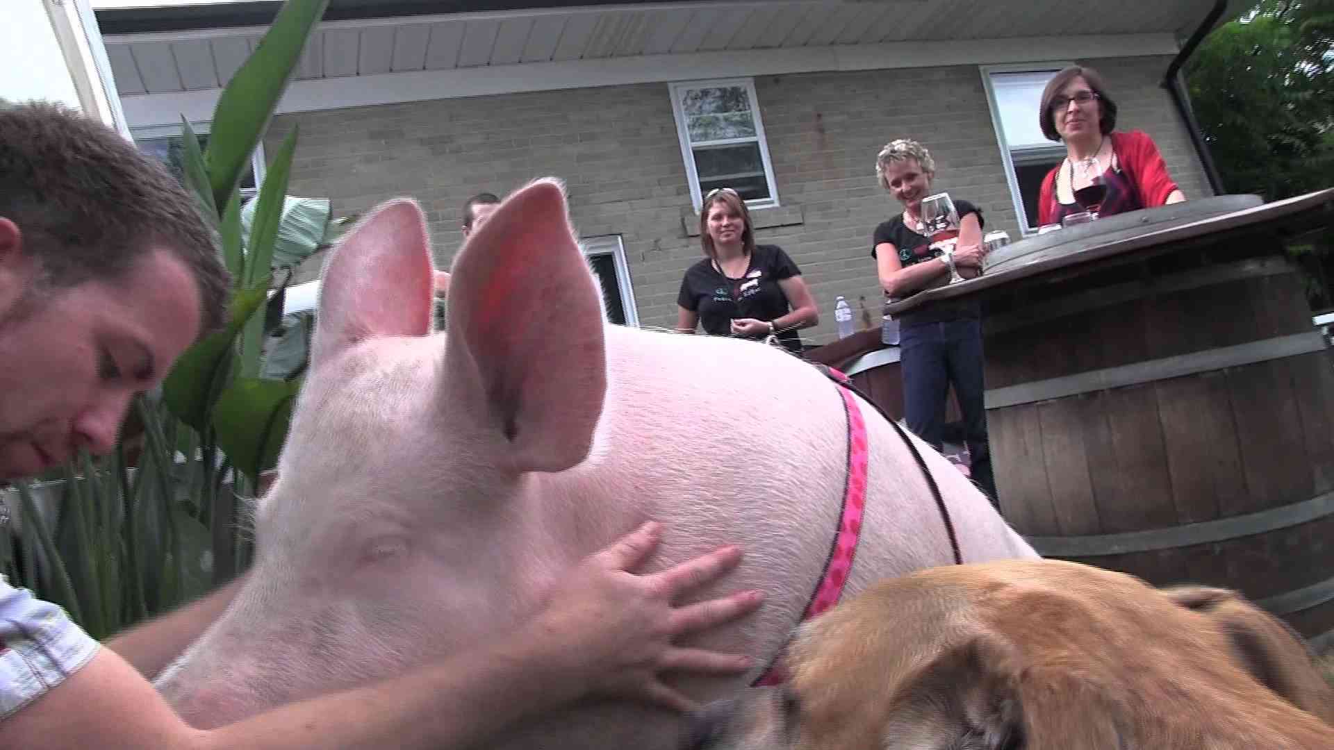 Happy 2nd bday Esther the Wonder Pig - Is that enough kisses from Shelby? - YouTube