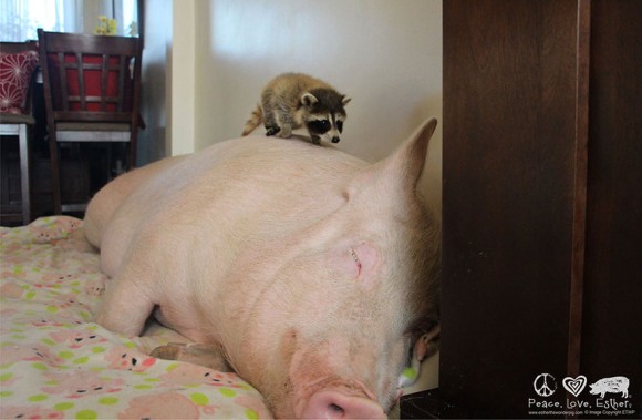 話が違うじゃないか！ミニブタだと思って飼った豚が180キロを超えた。でもかわいいから許す。