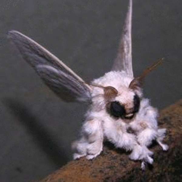 【閲覧注意？】珍しい生き物を貼るトピ