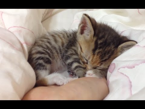 "Kittens Sleeping in Hands Compilation" || CFS - YouTube