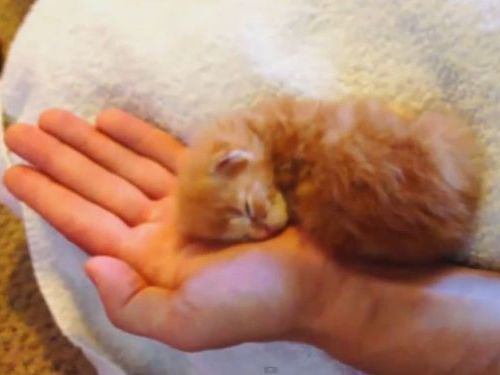 天使すぎる子猫たち…手のひらの上でスヤスヤ眠る特集